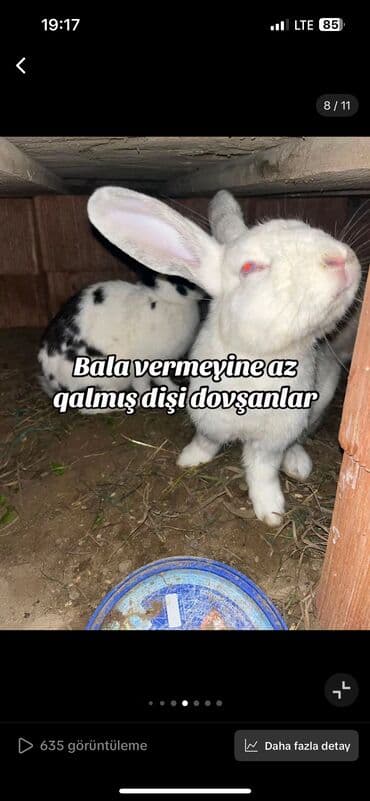 dovsanlar: Salam bala böyük erkek dişi boğaz cavan dovşanlarımı ördəklə barter — 2