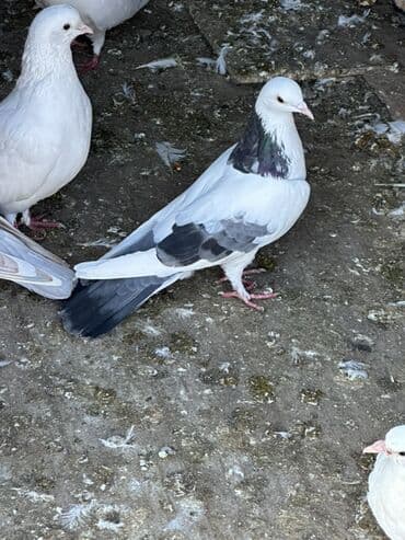 Mayadi 1 ay olar tutmusam qiymet sondu!! Fatmayidadi