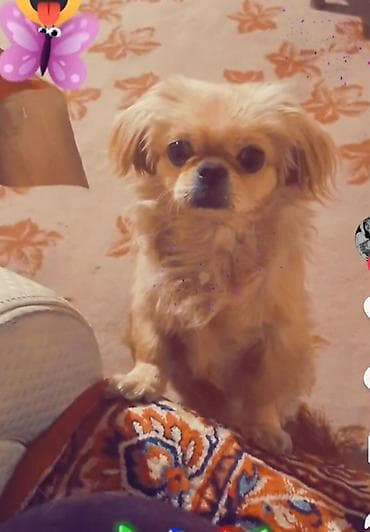 it ucun bellik: Pekines, 1 il, Dişi, Peyvəndli, Ünvandan götürmə — 1