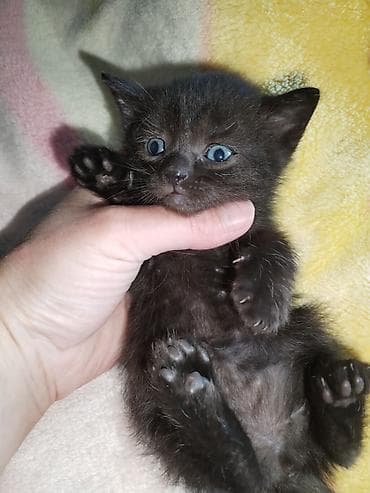 şinşila pisik: Erkək, Yaxşı əllərə, Ünvandan götürmə — 2