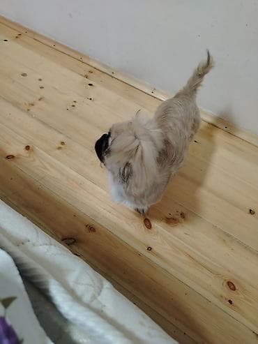 bala pişik adları: Pekines, 4 ay, Erkek — 1