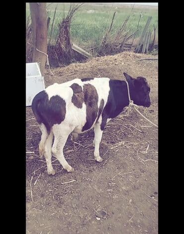 Toyuqlar: Satışda: ağ-qara ləkəli erkək dana Xüsusiyyətlər: - Cins: erkək - — 1