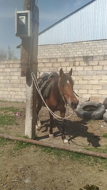 mal inək: Baxmağa vaxt olmadığı üçün satılır 40 yaxın yorgasi var 2 aydı — 5