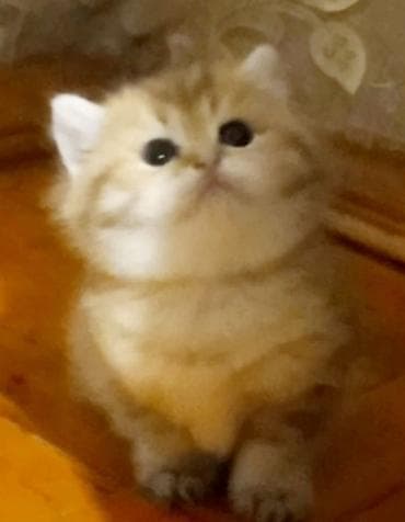 Dişi, Yaxşı əllərə, Ünvandan götürmə