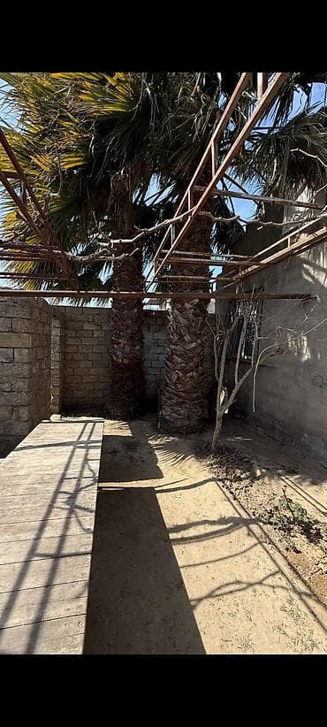 Satılır – həyət üçün dekorativ iki ədəd iri Vaşinqtoniya palma ağacı lalafo.az -da Satılır – həyət üçün dekorativ iki ədəd iri Vaşinqtoniya palma ağacı