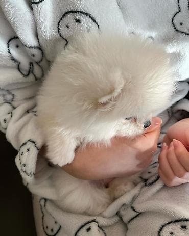 Şpitz, 2 ay, Dişi, Pulsuz çatdırılma — 6