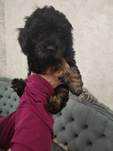 balaca itlərin qiyməti: Məhsul: Yavru itlər (iki bala) Təsvir: - Cins: Kiçik ölçülü, uzun — 10