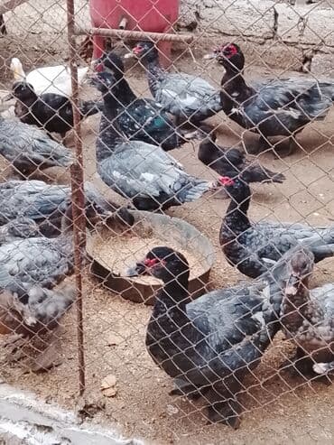 Macar sortydu ətli damazdig ordekdir . qiyməti 20 manatdan başlayır lalafo.az -da Macar sortydu ətli damazdig ordekdir . qiyməti 20 manatdan başlayır