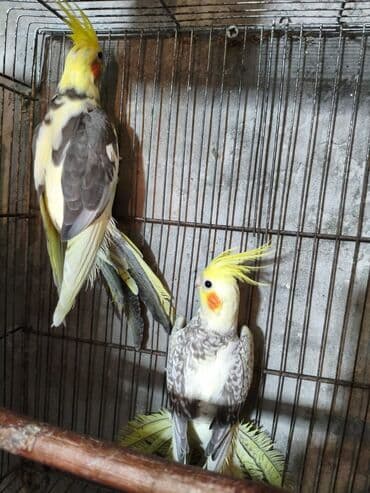 Gəmiricilər: Salam. ENDİRİMLƏR🦜🐦 DANIŞAN VƏ DANIŞMAGA HAZİR OLAN QUŞLAR — 4