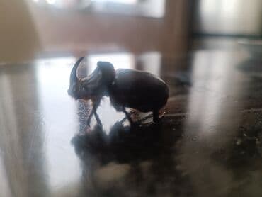 американский плоскоухий членистоногий когтеступ: Nadir “kərgədan böcəyi” (Oryctes nasicornis) – canlı nümunə - Parlaq — 4