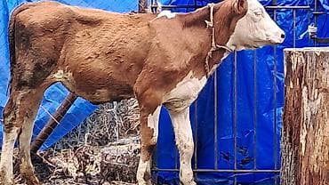 inek satilir: Beş aylıq təmiz qan smental düyə satılır — 8