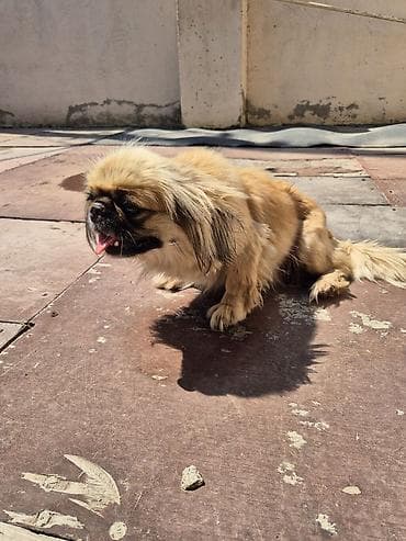 it sekilleri: Pekines — 3