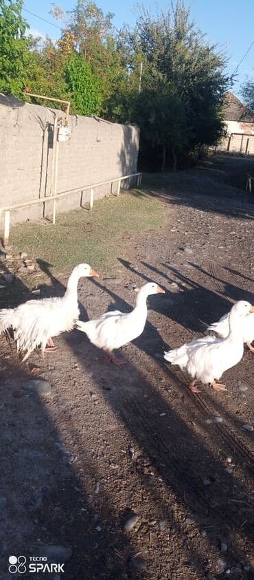 Hyundai: Saçaqlı qaz — 5