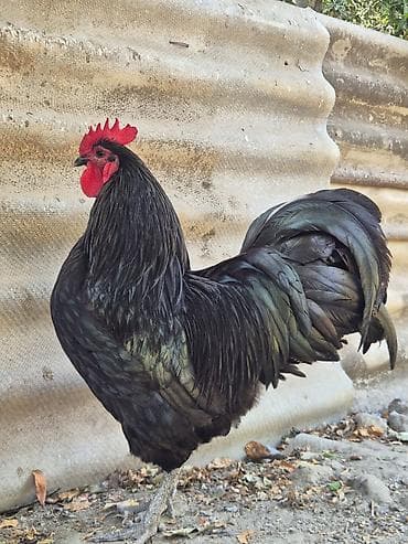 kənd xoruzu: Xoruz, il: 1, Ödənişli çatdırılma — 6