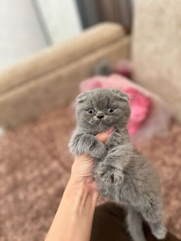 şotlan pişik: Şotland yastı qulaq, Erkək, Dişi, Yaxşı əllərə, Ünvandan götürmə, Pulsuz çatdırılma, Ödənişli çatdırılma — 241