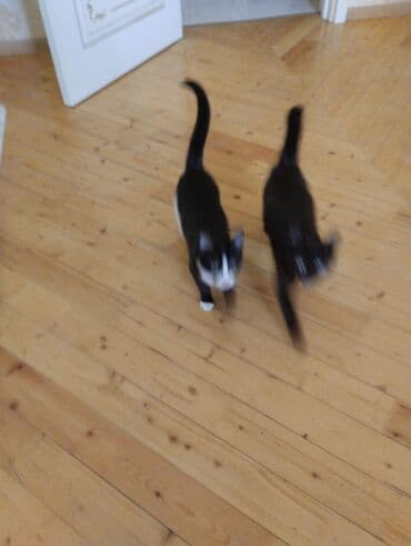 bala afçarka: Yaxşı əllərə — 7