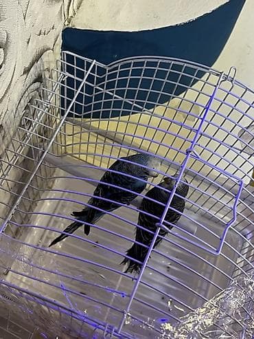 boyuk papuqay: Dalğalı tutuquşu cütü (andulka) – qəfəs ilə birlikdə - Növ — 1