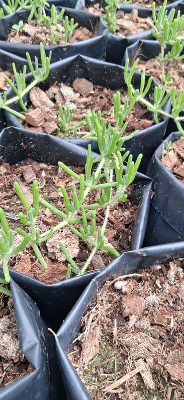 günəbaxan haqqinda məlumat: Məhsul: Dekorativ gül (sukkulent tipli, asma/sürünən) Təsvir: - — 3