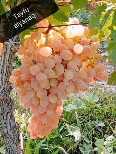 sadə tort şəkilləri: Üzüm tingləri – müxtəlif süfrə sortları Təsvir: - Seçmə süfrə üzüm — 4