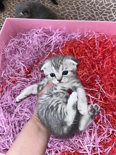 Balıqlar: Şotland yastı qulaq — 4