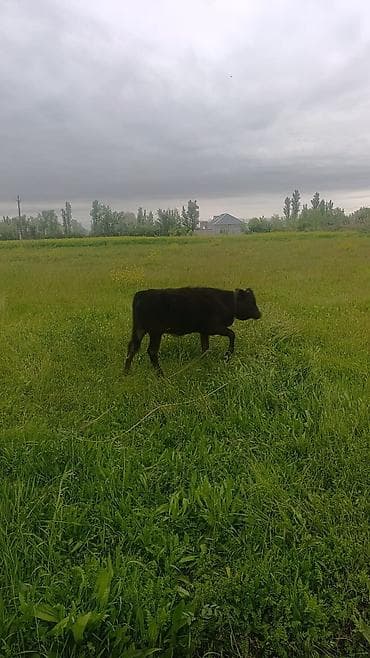 Qara rəngli dana - Növ: iri buynuzlu heyvan, dana - Rəng: tünd qara -