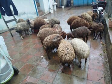 Куры: Qoyun sürüsü 20 quzudu erkek disili biri 225 le aşağı yeri var kom — 1