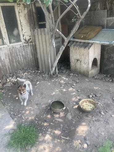 wortex su filteri: Kiçik ölçülü it evi – it üçün taxta budka - Material: qalın taxta — 3