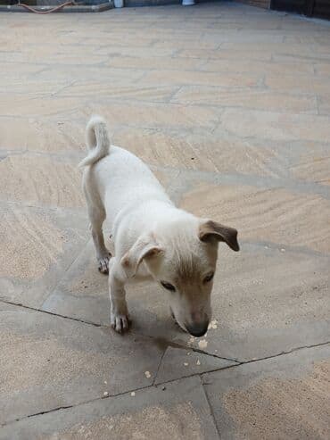 heyvanlara verilen adlar: Zvonok, 4 ay, Dişi, Peyvəndli, Ünvandan götürmə — 4