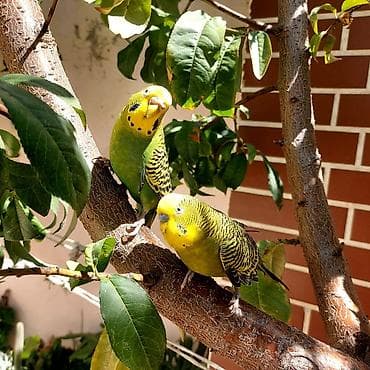 Tutuquşları: 🦜 Erkək və Dişi Cüt Dalğalı Tutuquşuları 🦜 Həyətdə belə uçub — 5