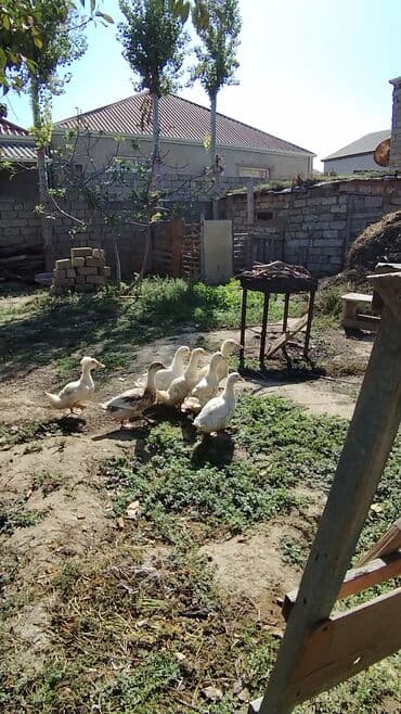 kuban ördek: Dişi, | Kuban, Ətlik, Ünvandan götürmə — 3