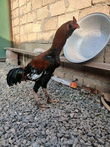 Salam feresi ölüb deye satlram tek qaLlb.cox davakardl liboy xoruzu