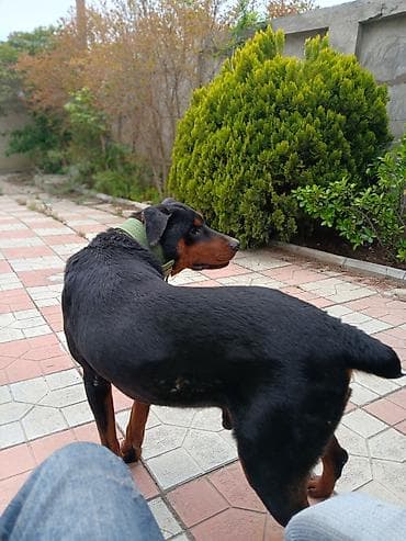 İtlər: Doberman, 10 ay, Erkek, Peyvəndli, Ödənişli çatdırılma — 3