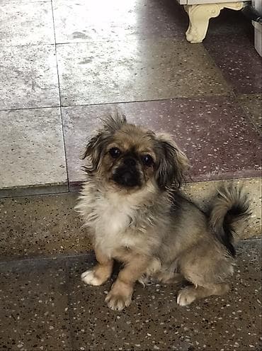 alabaý itleri: Pekines — 4