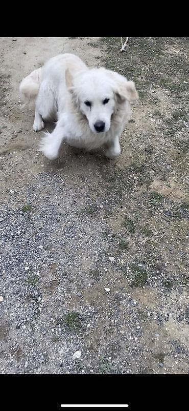 Başqa xidmətlər: Retriver temiz Ev itidir dil kamanda bilir oynamagi sevir remensiz — 3