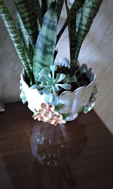 gil qab: Böyük sansivieriya. qabı özündən gözəl. özü qabından gözəl. gözəl — 2