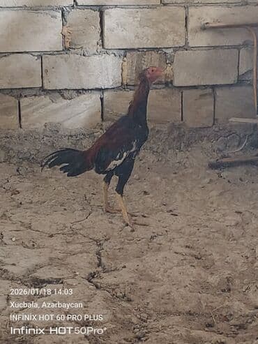 pisik balası verirem: Məhsul: Qıf (uzunboyun) tipli döyüşkən xoruz 6 aylıqdır — 8