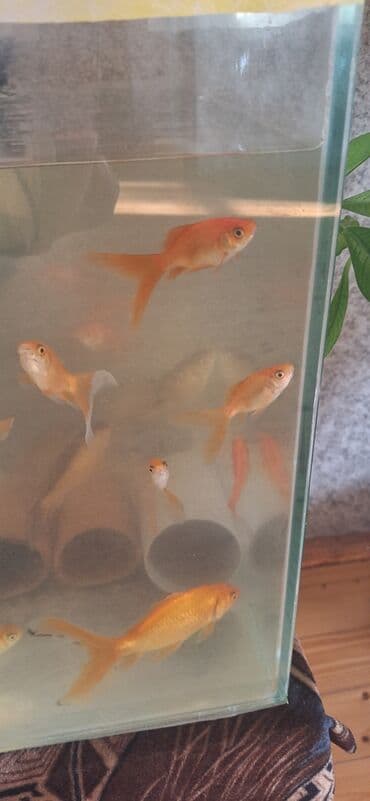 Gəmiricilər: Dördbucaq akvarium, Balıqlarla birlikdə, 64 l, Ünvandan götürmə — 7