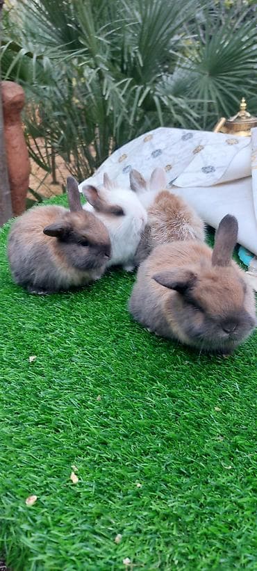 Sevimli balaca dekorativ dovşanlar - Növ: dekorativ/cücə dovşanlar