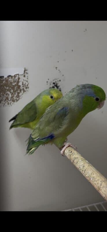 turac quş: Forpus cut — 2