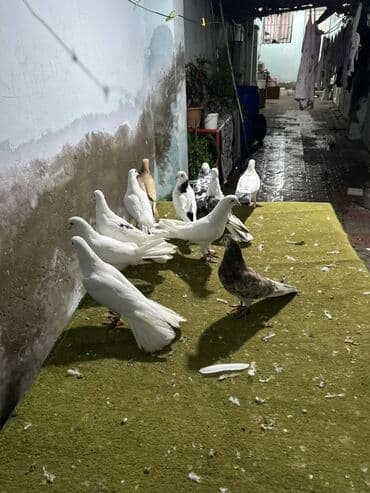 amadin quşu: Her quwn oz qiymeti var yazn sorwn — 2