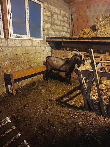 Keçilər, çəpişlər: Boğaz keçi – məhsuldar yerli cins - Cins: yerli məişət keçisi, uzun — 2