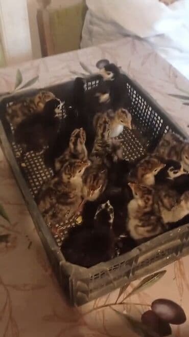 Коровы, быки: Amerkan bronze,Qara kanada,Qırmızı kanada cücə satışları başladı.Həm — 2