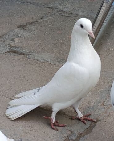 qirmizi bas goyercin: İkisi 12 quyruq. Qalanlari 16-17-18 quyruqlardi Əksəriyyəti tutulmadı — 3