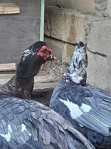 Atlar: Təmiz Musk ördəkləri yalnız erkək ördək satılır hazırda 6 kqa yaxın — 2