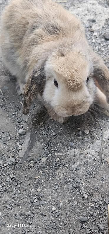 mini poodle: Mini lop dovşanları satılır bir cütü 75 m 1 dişi 1 erkekdi 2 sin alana — 3