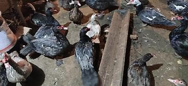 yırtıcı quş: LAL ÖRDƏK - Növ: Lal ördək, amerikan sortu (Muscovy ducks). - — 2