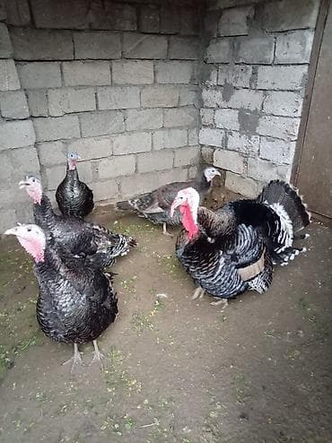 Pişiklər: Erkək, Damazlıq — 2