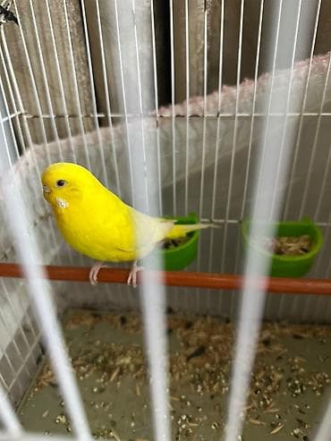 Heyvanlar üçün mallar: Dalğıç papuqaylar və qəfəs dəsti - Növ: dalğıç papuqayı — 3