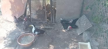 Qazlar: Məhsul: Ördek və17 m basliyi 70m geder qaz sürüsü Təsvir: - — 1