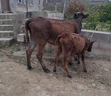 Inəklər, öküzlər: Dişi, il: 1, 100 kq, Südlük, Ünvandan götürmə, Ödənişli çatdırılma — 7